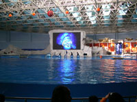 �C���J�A�C�b�V���E�̃v�[��